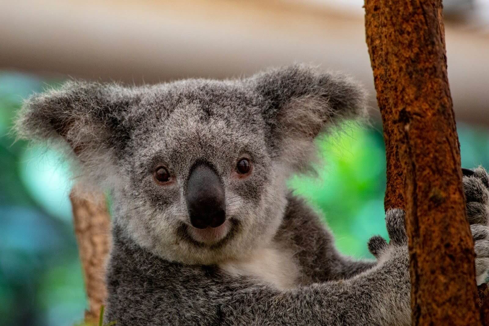龍柏無尾熊保育中心(Lone Pine Koala Sanctuary)